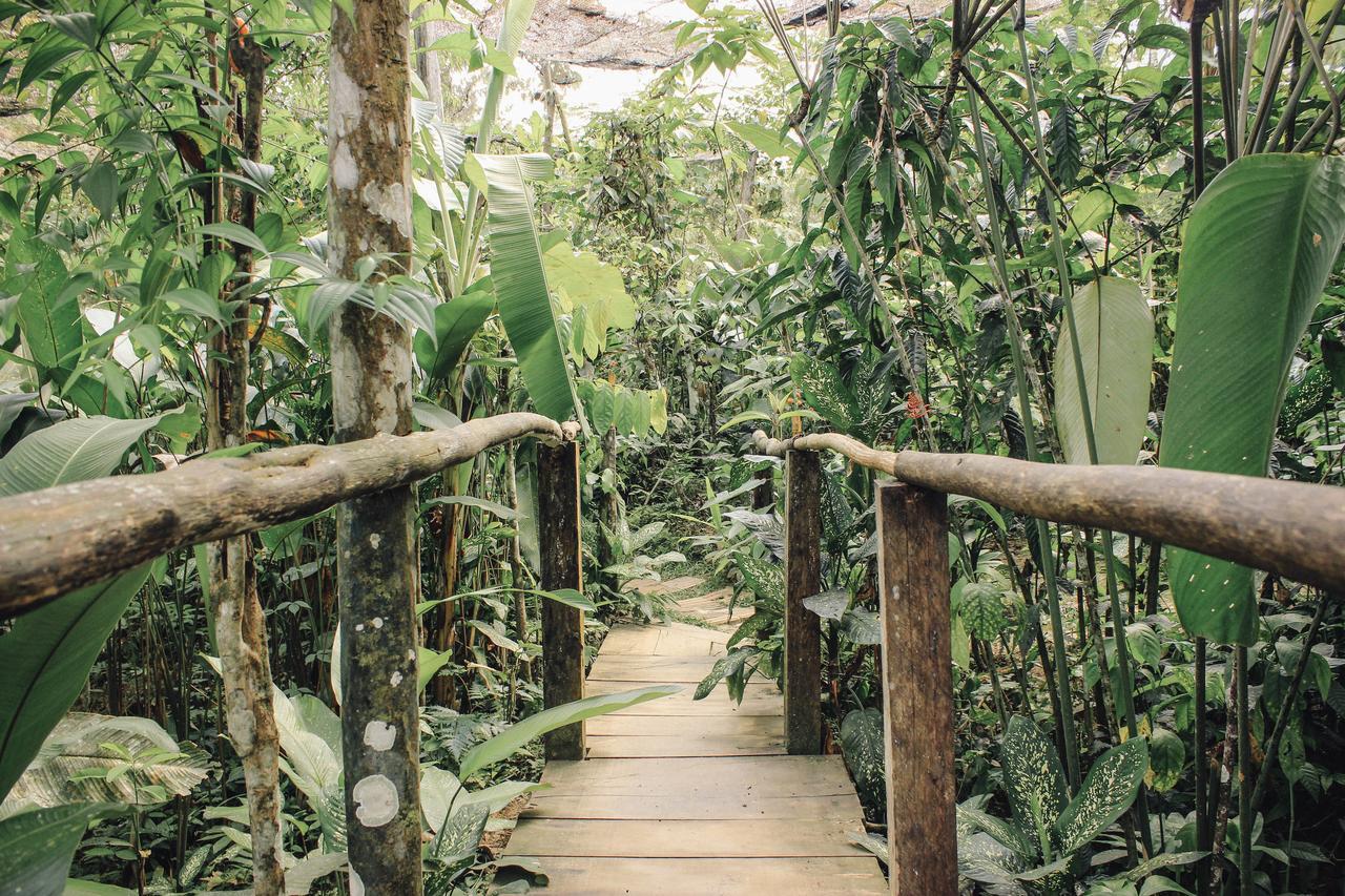 Lodge Libertad Jungle *